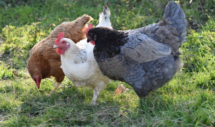 Томская область возобновила экспорт продукции птицеводства в Китай