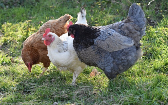 Томская область возобновила экспорт продукции птицеводства в Китай