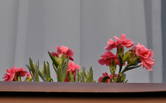 Томский агрохолдинг «Трубачево» хочет импортозаместить комнатные цветы из Голландии