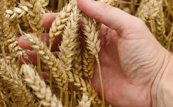 В Томской области урожай зерновых вырос на 15%